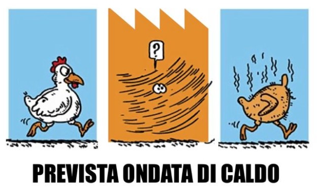 imm-caldo